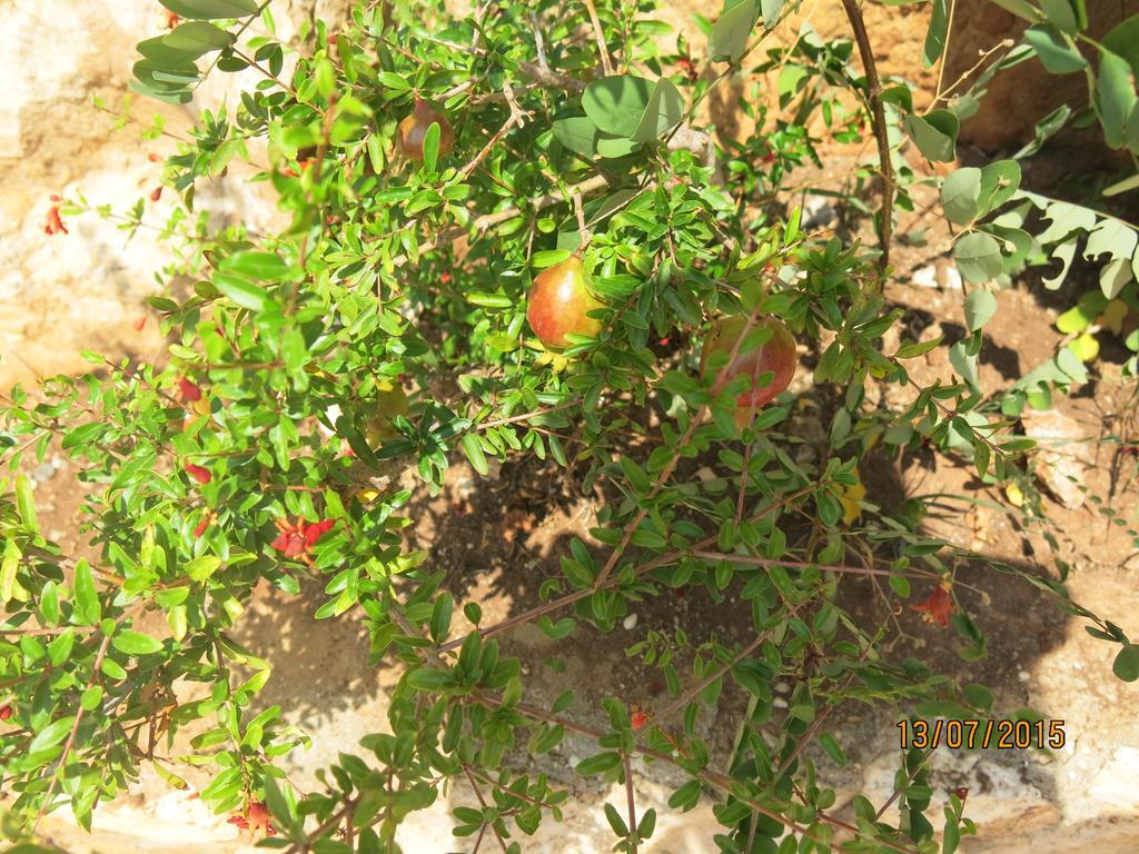 Kulube Hotel Kalkan Extérieur photo